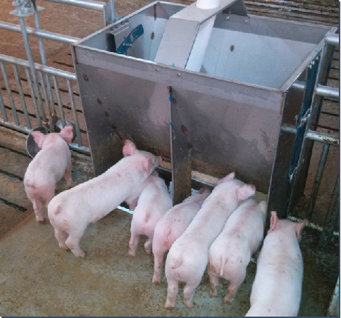 Mangeoire double face en acier - Agriculture Farming And Livestock avis et prix
